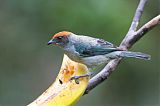 Scrub Tanager